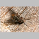 Phaonia sp - Echte Fliege m04a.jpg